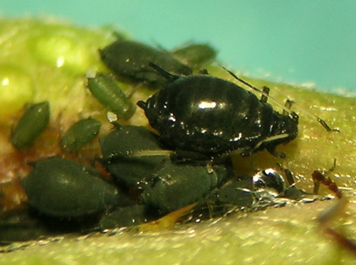 Photo of Aphis holodisci by <a href="http://www.flickr.com/photos/sandnine/">Andrew Jensen</a>